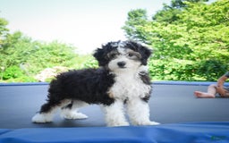 Mini Bernedoodle dogs for sale: Mini Bernedoodle 3 puppies - Image 7
