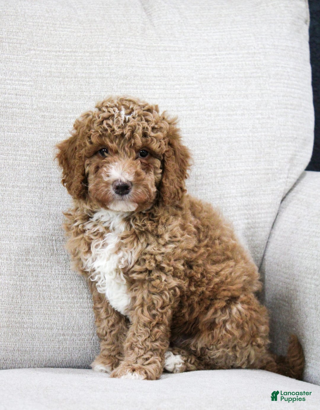 Miniature Poodle dogs for sale: Knox - Image 8