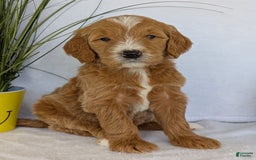 Goldendoodle dogs for sale: Parker - Image 19
