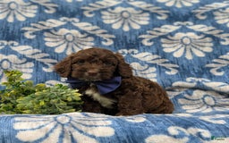 Cockapoo dogs for sale: Mason - Image 2