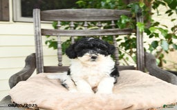 Miniature Poodle dogs for sale: Oliver - Image 1