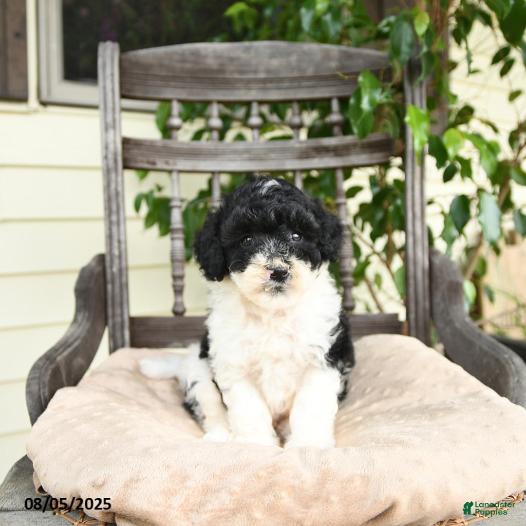 Miniature Poodle dogs for sale: Oliver - Image 1