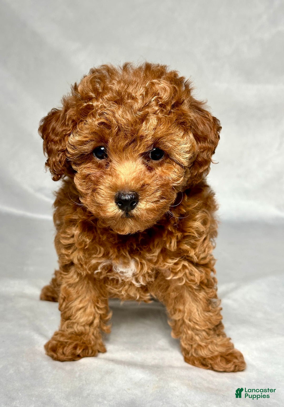 Miniature Poodle dogs for sale: Angel - Image 1