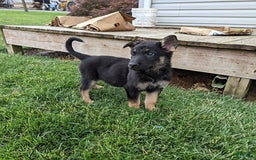 German Shepherd dogs for sale: German Shepherd 8 puppies - Image 17