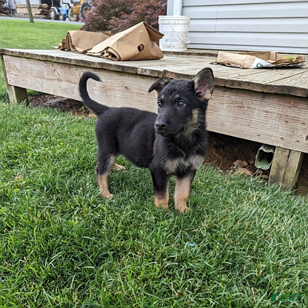 German Shepherd dogs for sale: German Shepherd 8 puppies - Image 17