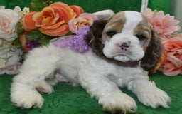 Cocker Spaniel dogs for sale: Akcarielsablepartimerleblueeyescockerpuppy - Image 2