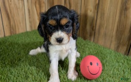 Cavalier King Charles Spaniel dogs for sale: Stardust Girl 1 - Image 6
