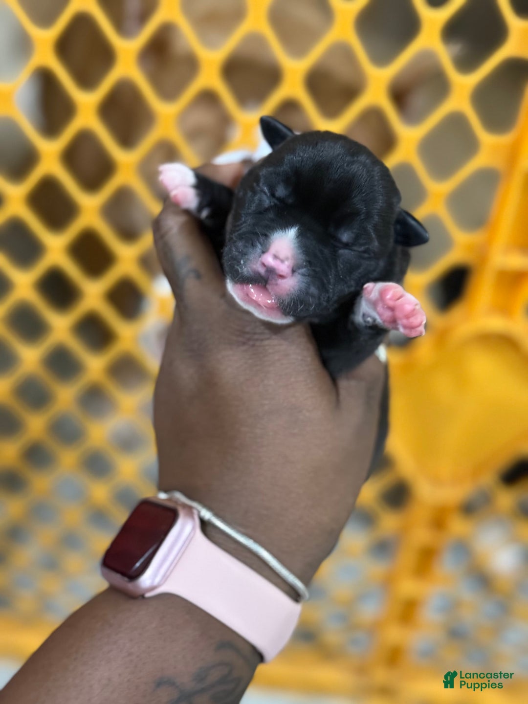 American Bully dogs for sale: Stripe - Image 2