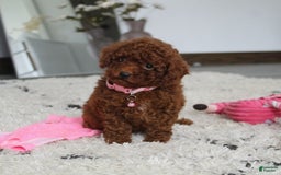 Toy Poodle dogs for sale: Elena - Image 16