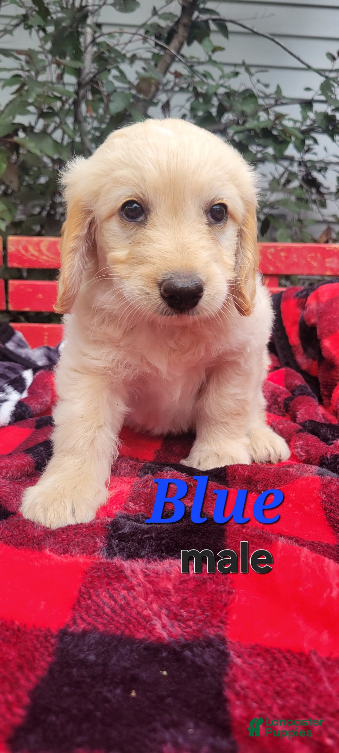Mini Goldendoodle dogs for sale: Blueboy - Image 1
