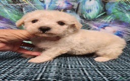 Bichon Frise dogs for sale: Toy Poodle/toy Bichon Puppy - Image 14