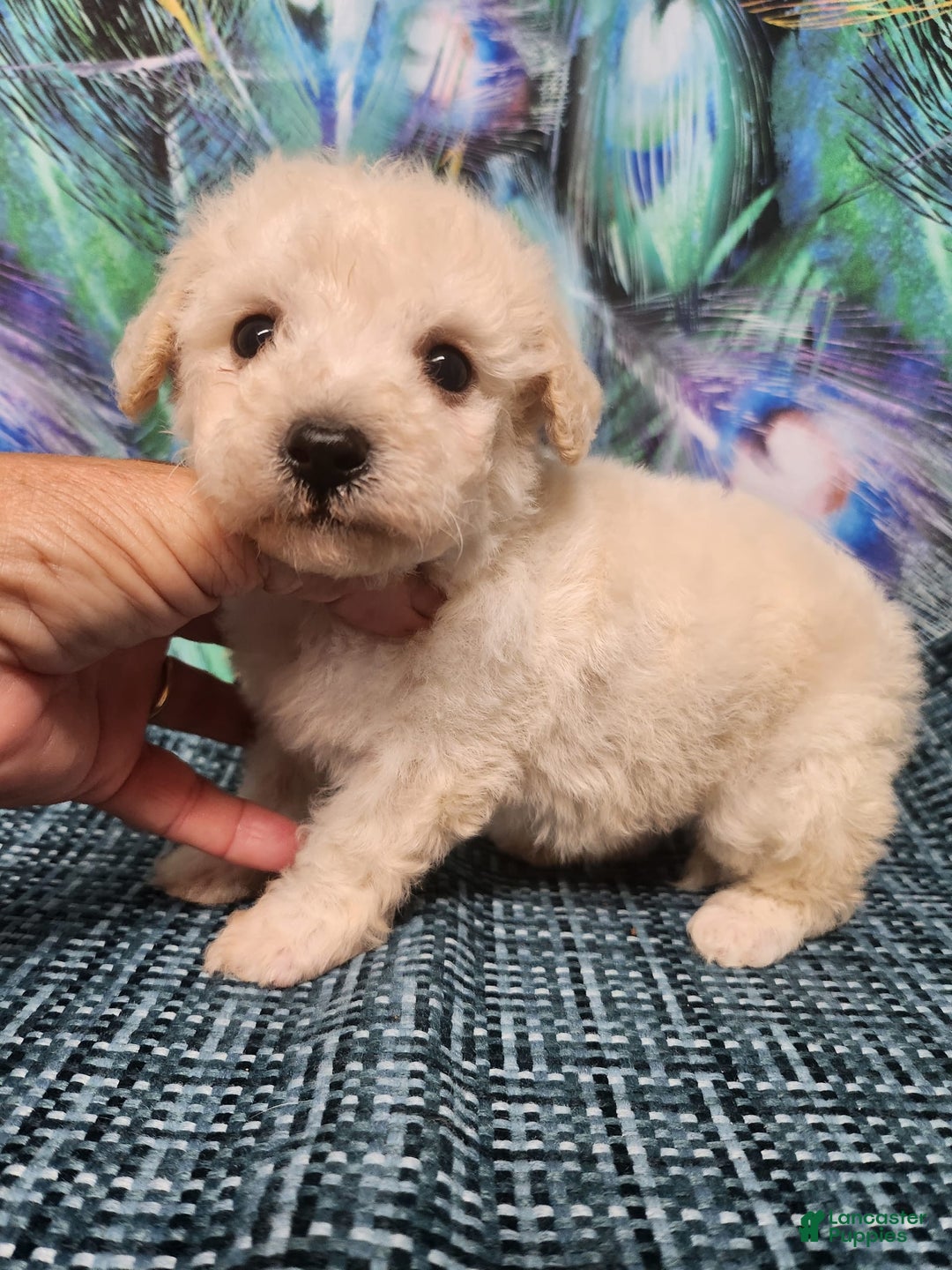 Bichon Frise dogs for sale: Toy Poodle/toy Bichon Puppy - Image 14
