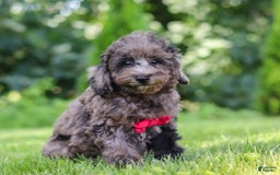 Miniature Poodle dogs for sale: Miniature Poodle 2 puppies - Image 5