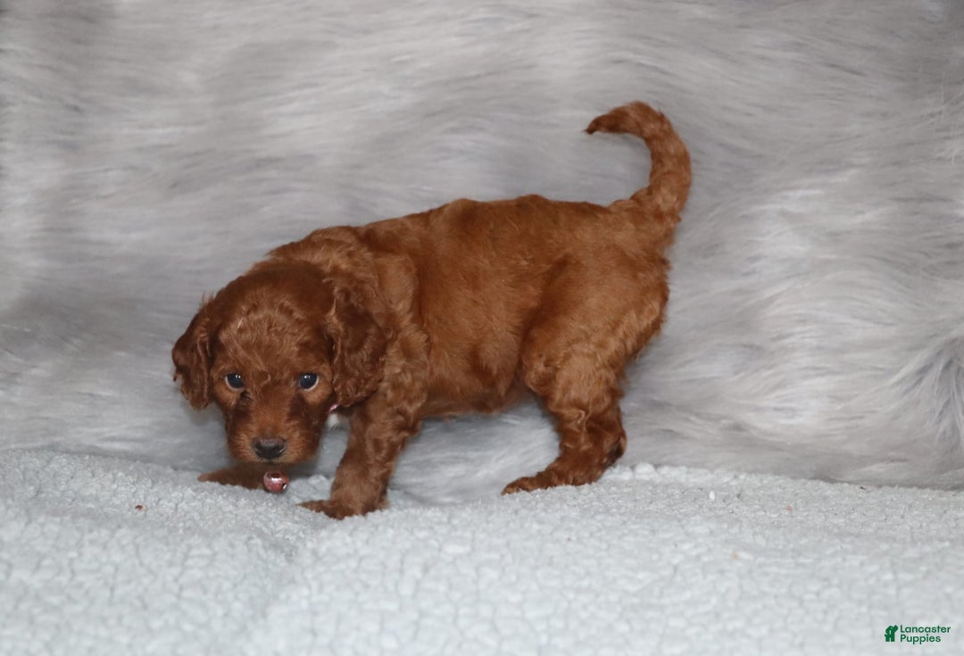 Mini Goldendoodle dogs for sale: Cori - Image 10