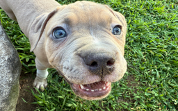 American Pit Bull Terrier dogs for sale: Russ - Image 26