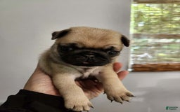 Pug dogs for sale: Silver Fawn Luna - Image 1