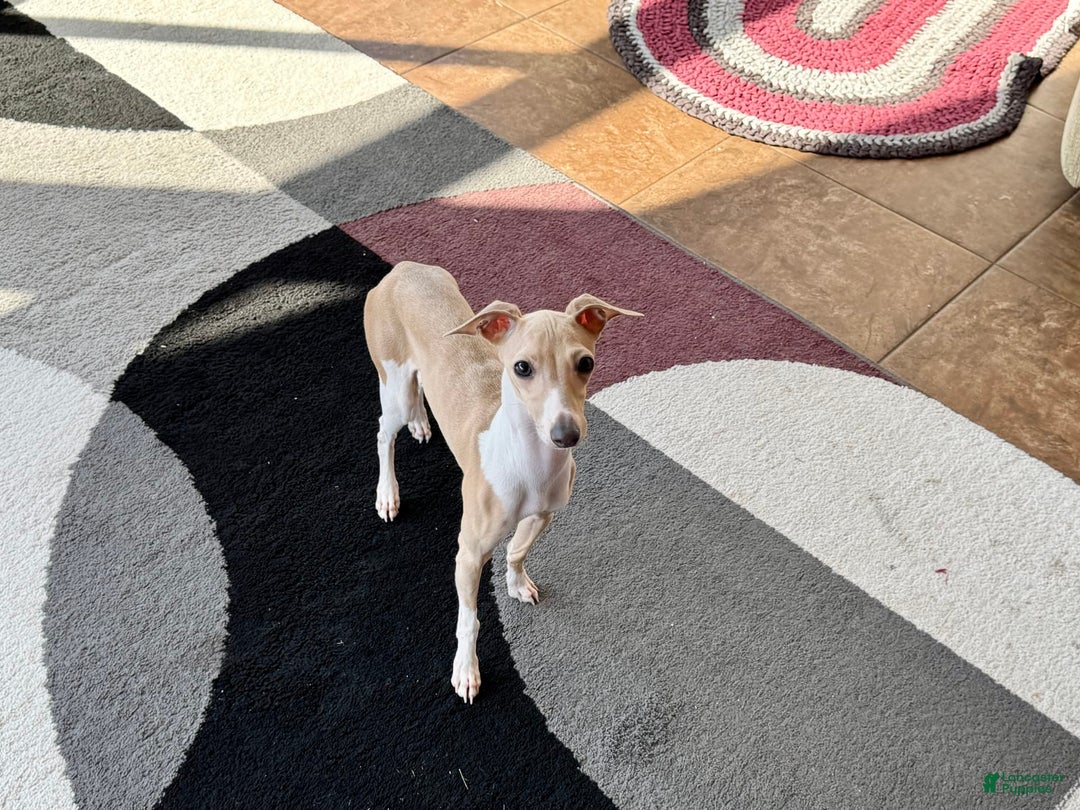 Italian Greyhound dogs for sale: Heather - Image 2
