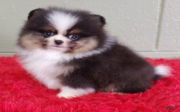 Pomeranian dogs for sale: Tux - Image 8