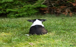 Boston Terrier dogs for sale: Boston Terrier 9 puppies - Image 7