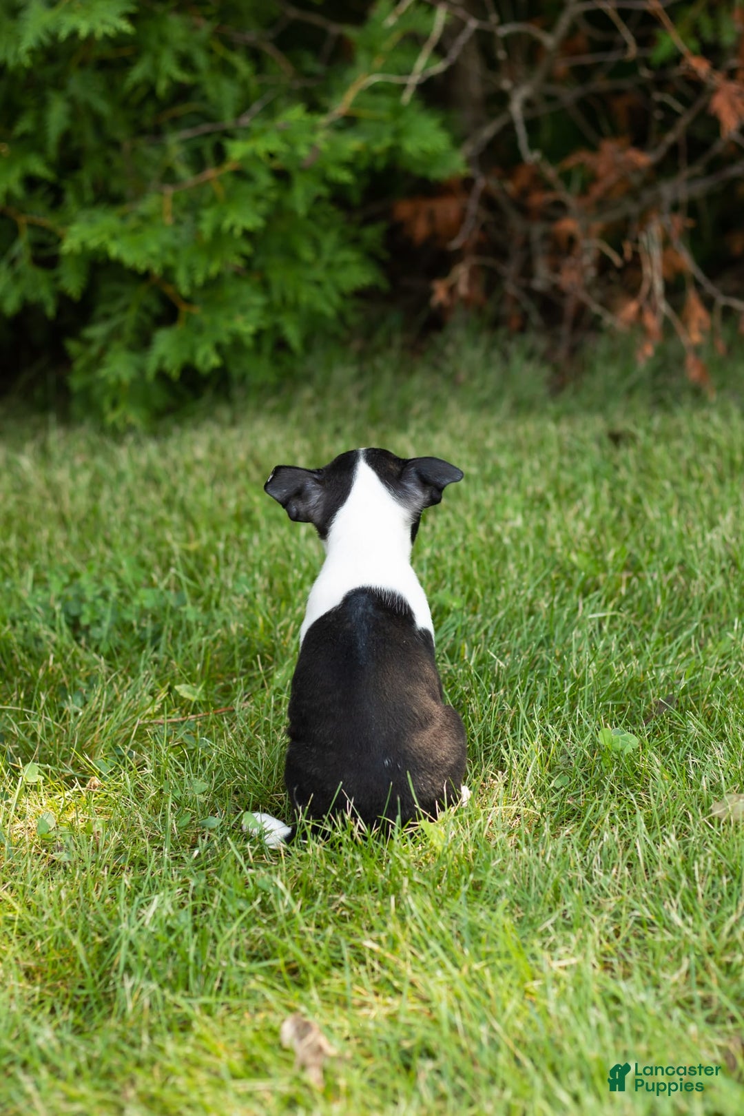 Boston Terrier dogs for sale: Boston Terrier 9 puppies - Image 7