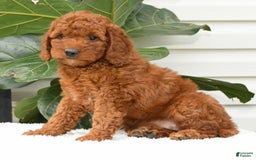 Mini Goldendoodle dogs for sale: Nala - Image 4