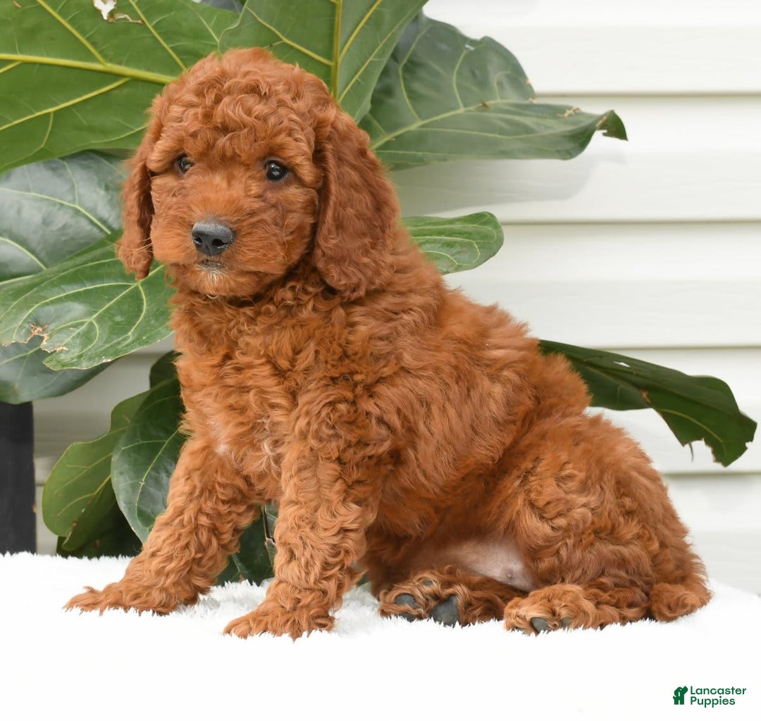 Mini Goldendoodle dogs for sale: Nala - Image 4
