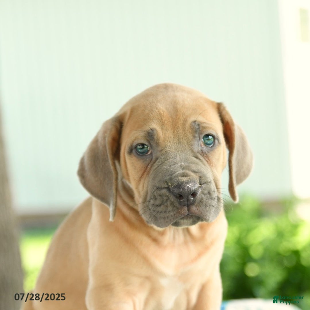 Cane Corso dogs for sale: Harley - Image 2