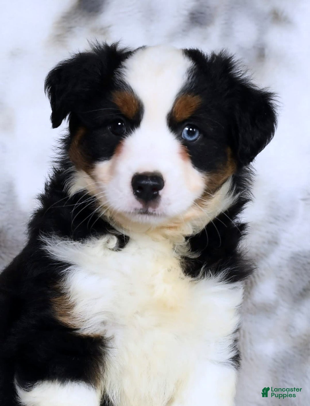 Miniature Australian Shepherd dogs for sale: Jace - Image 3