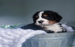 Bernese Mountain Dog dogs for sale: Male - Image 2