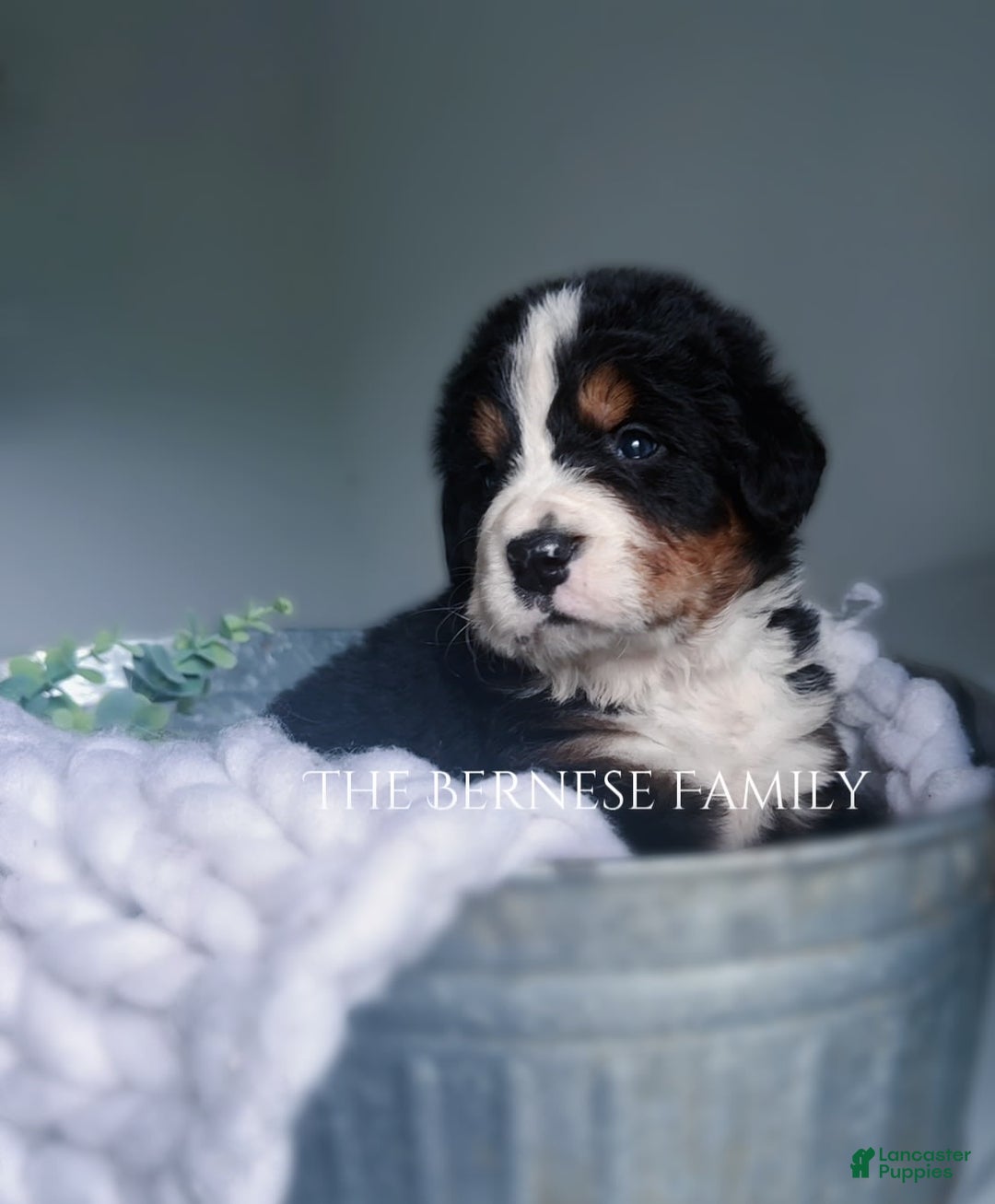 Bernese Mountain Dog dogs for sale: Male - Image 2