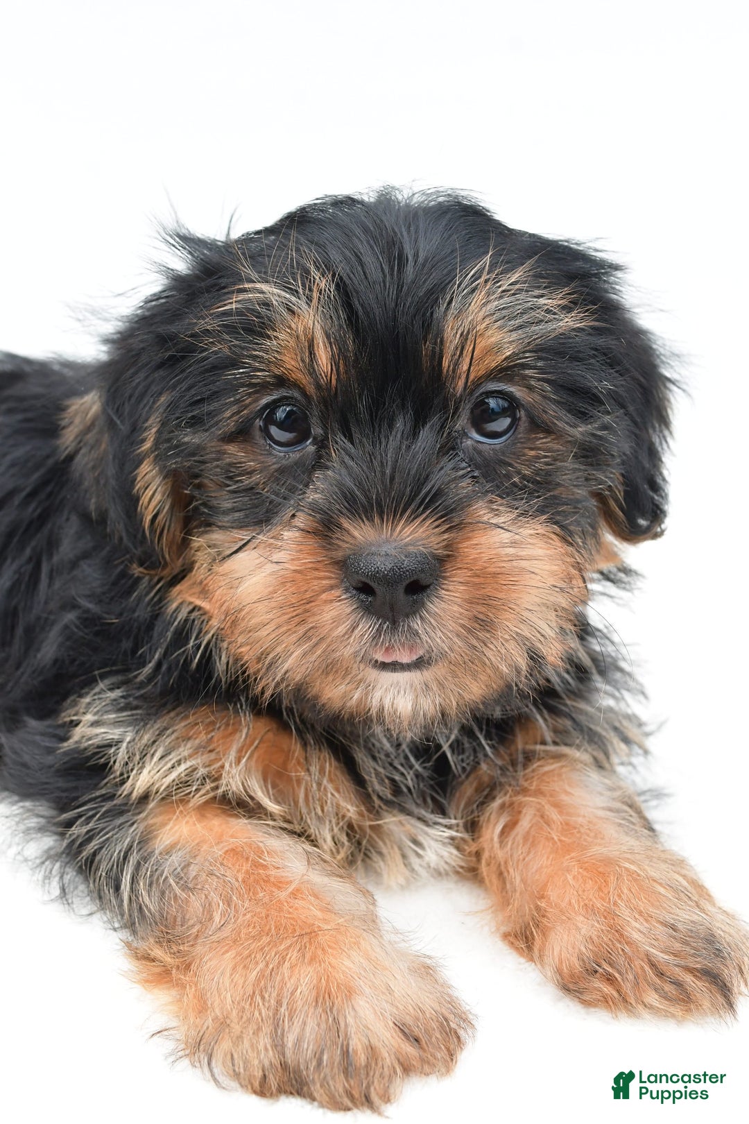 Shorkie dogs for sale: Natasha - Image 4