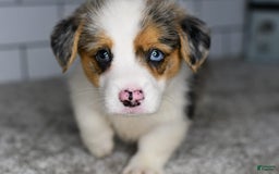 Welsh Corgi Pembroke dogs for sale: Mandy - Image 1