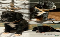 Bernedoodle dogs for sale: Adele - Image 1