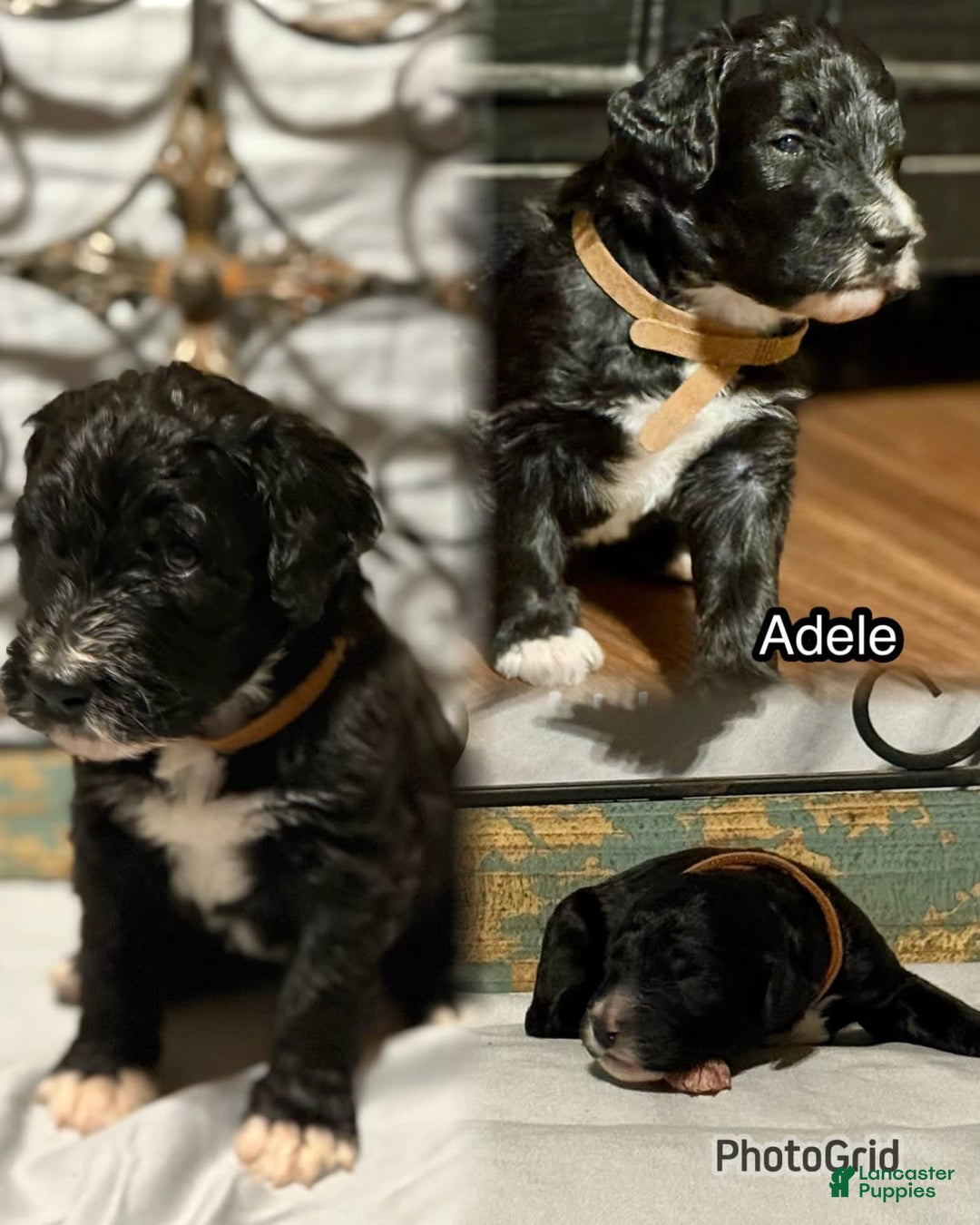 Bernedoodle dogs for sale: Adele - Image 1