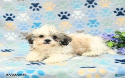 Shih Tzu dogs for sale: Benji - Image 10