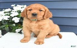 Miniature Golden Retriever dogs for sale: Kent - Image 2