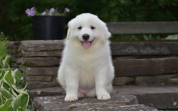 Great Pyrenees dogs for sale: Chloe - Image 8