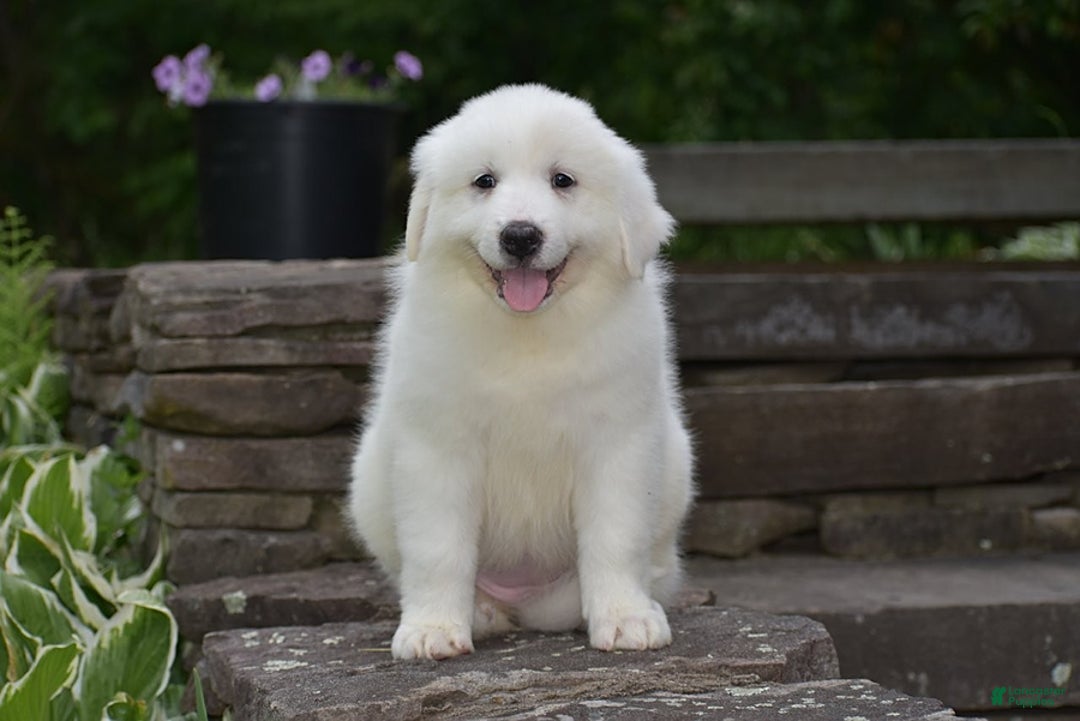 Great Pyrenees dogs for sale: Chloe - Image 8