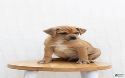 Jug dogs for sale: River - Image 1
