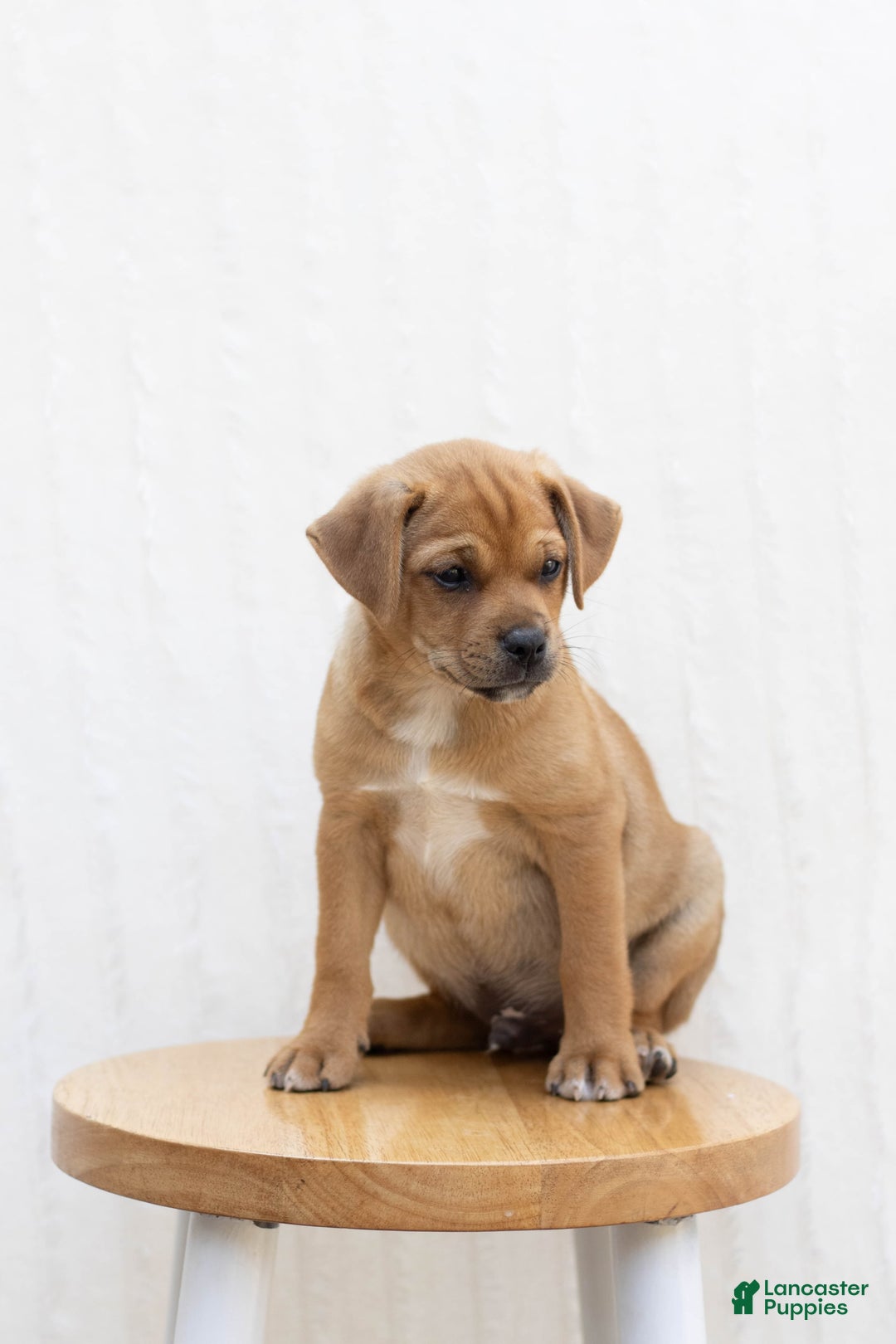 Jug dogs for sale: River - Image 1