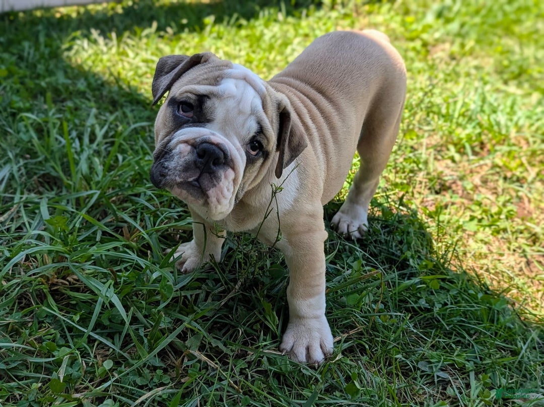 Olde English Bulldogge dogs for sale: Gillian - Image 3