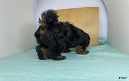 Yorkshire Terrier dogs for sale: Giselle - Image 1