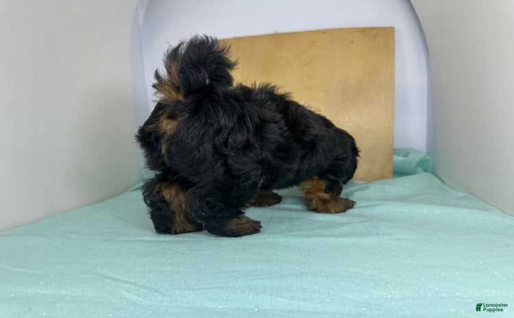 Yorkshire Terrier dogs for sale - Ad 5