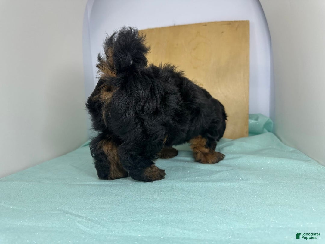 Yorkshire Terrier dogs for sale: Giselle - Image 1