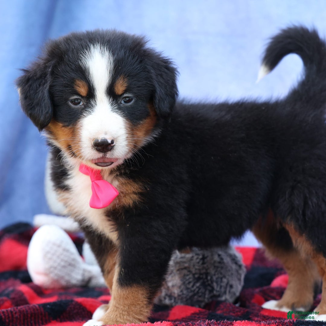 Bernese Mountain Dog dogs for sale: Sweetheart - Image 7