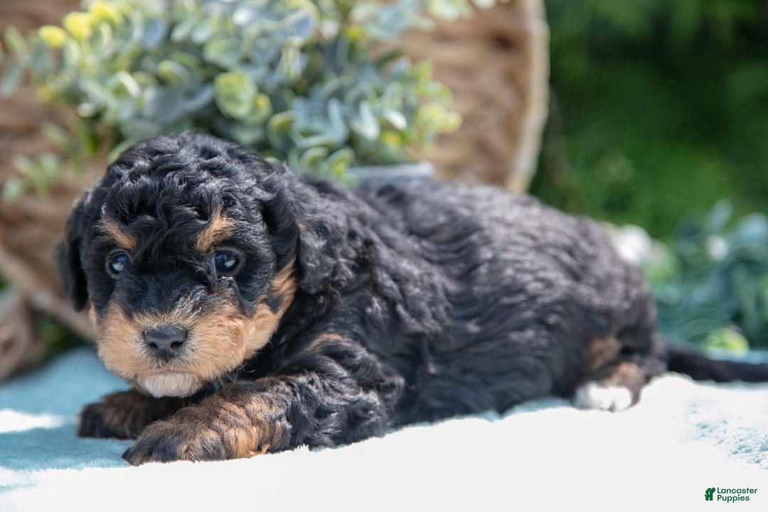 Mini Bernedoodle dogs for sale: Kip - Image 4
