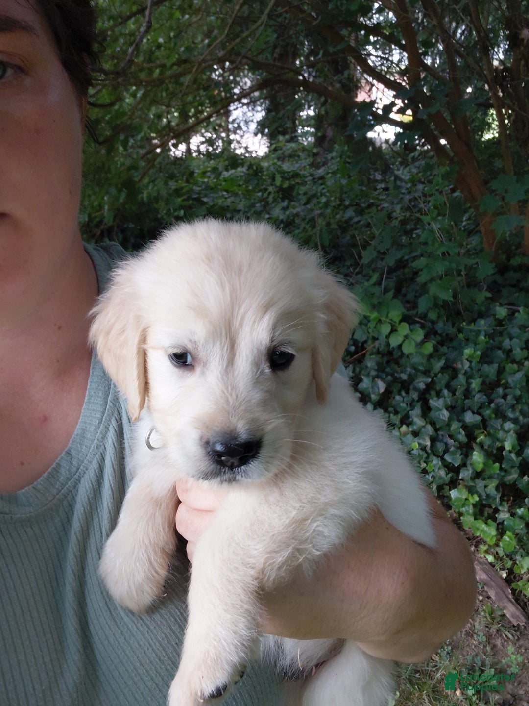 Golden Retriever dogs for sale: Picasso - Image 21