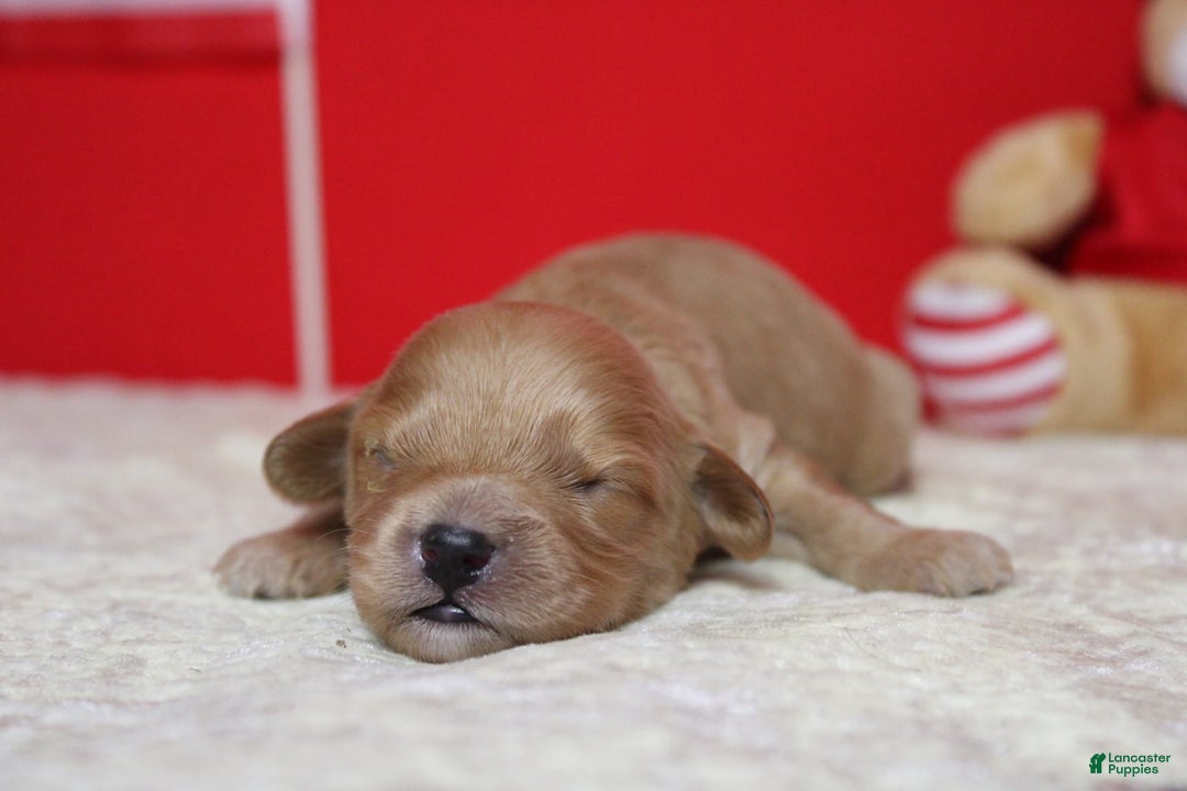 Cavapoo dogs for sale: Phoenix - Image 57
