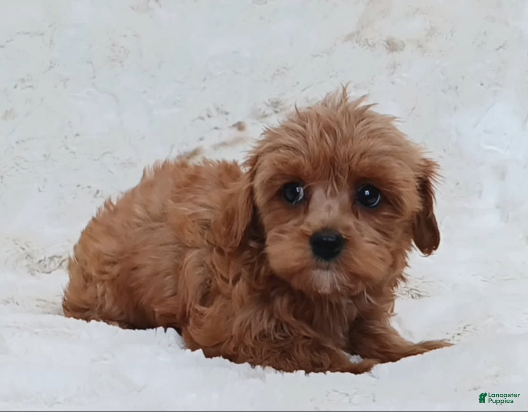 Cavapoo dogs for sale: Amy - Image 4