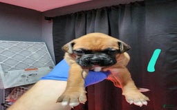 Boxer dogs for sale: Puppy Number Five - Image 1